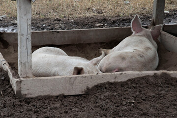 Porc salle
