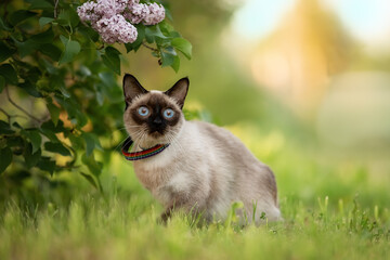A blue-eyed cat sits near a blooming lilac tree. The garden in the summer