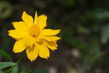 Mexican Aster flower yellow alone on the tree.