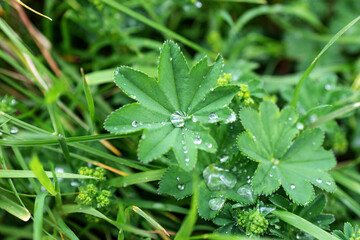 After the rain. Raindrops on the green leaf. Natural background