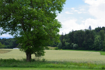 Fototapeta na wymiar Arbre devant un champ de blé