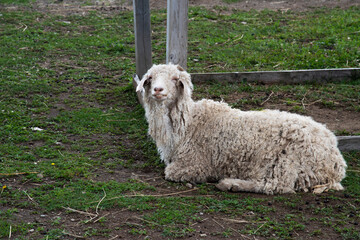 Naklejka premium Mouton blanc