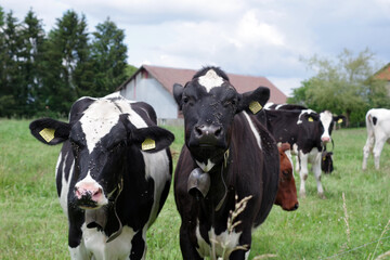 Vaches laiti&egrave;res noires et blanches avec une cloche, Suisse