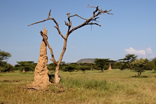 Termite mound. Giant termites. Mago National Park. Ethiopia. Africa.