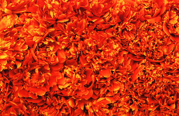  Abstract orange flower