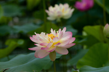 Fototapeta premium 蓮の花 埼玉県行田市 日本