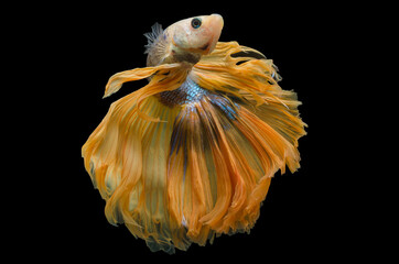 Rhythmic of Betta fish, siamese fighting fish betta splendens (Halfmoon fancy Yellow betta ),isolated on black background.