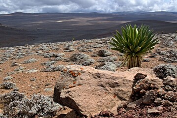 View from the highest peak of Bale Mountains National Park, Tullu Dimtu 4,377 meters high on the Sanetti Plateau. Ethiopia. Africa. - obrazy, fototapety, plakaty