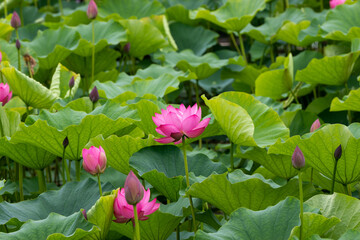 蓮の花　埼玉県行田市　日本