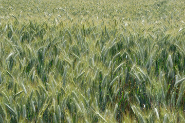 Champ de blé, Suisse