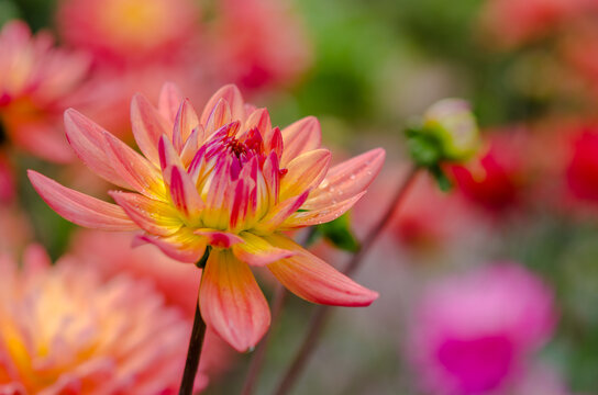 Close up of fany color dahlia with water drop on the petal in the graden.