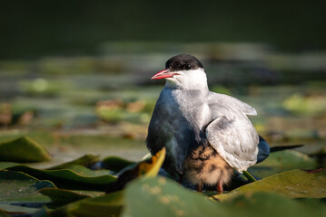 The white-bearded tern bird flies above the nest and feeds its young, the Latin name Chlidonias hybridus