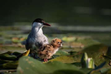 The white-bearded tern bird flies above the nest and feeds its young, the Latin name Chlidonias hybridus