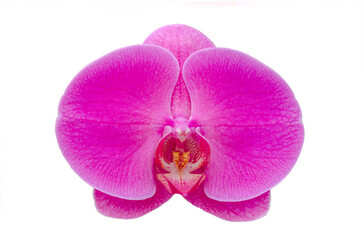 Close up pink phalaenopsis orchids isolate on white background