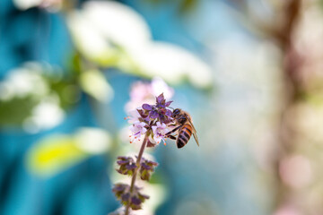 A macro shot of a honey bee with black and yellow stripes collecting pollen and nectar from a purple lavender flower, selective focus with blurred background