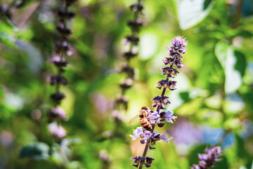 A macro shot of a honey bee with black and yellow stripes collecting pollen and nectar from a purple lavender flower, selective focus with blurred background