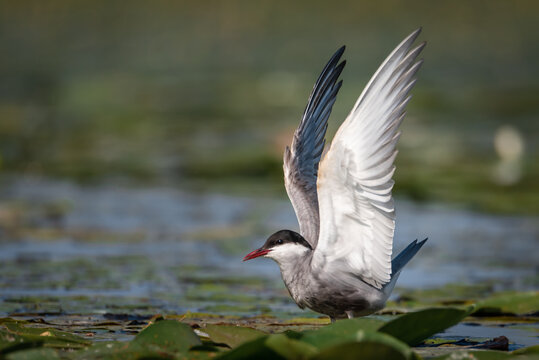 The white-bearded tern bird flies above the nest and feeds its young, the Latin name Chlidonias hybridus