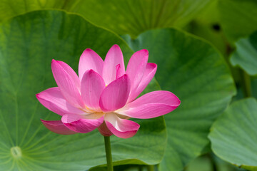 蓮の花　埼玉県行田市　日本