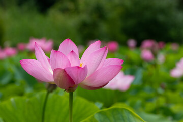 蓮の花　埼玉県行田市　日本