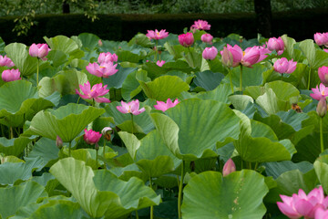 蓮の花　埼玉県行田市　日本