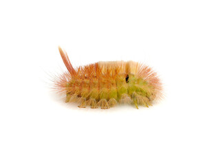 caterpillar isolated on the white