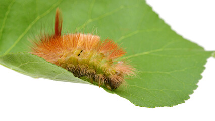 Caterpillar on leaf isolated on white