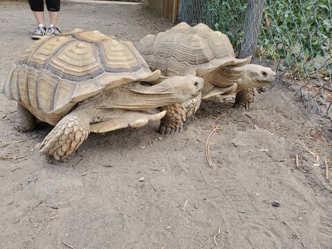 Two Brown Tortoises 