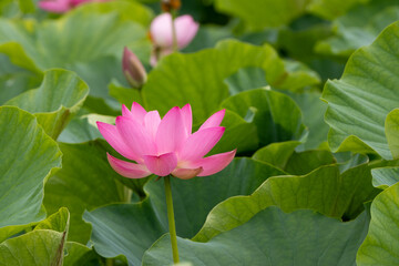 蓮の花　埼玉県行田市　日本