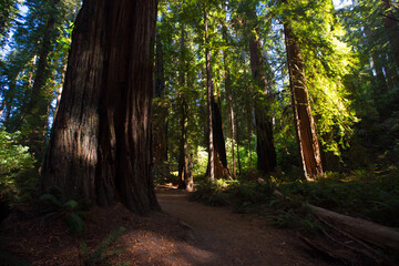 The big trees in Redwood national Park, California.