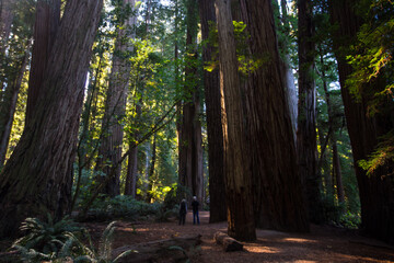 The big trees in Redwood national Park, California.