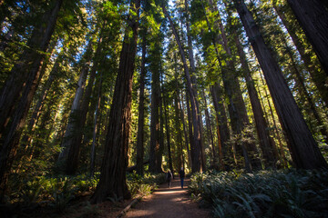 The big trees in Redwood national Park, California.