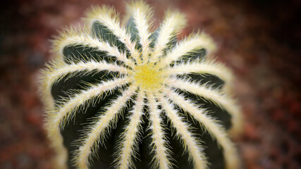 spherical cactus in a tropical botanical garden in Bangkok, Thailand, macro photography. echinocactus that normaly grow in the desert. 