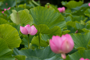 蓮の花　埼玉県行田市　日本