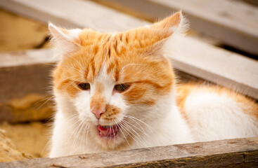 funny white and red cat