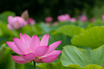 蓮の花　埼玉県行田市　日本