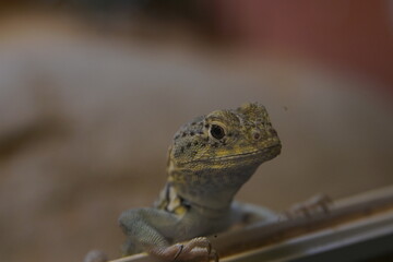 Gecko in Nahaufnahme