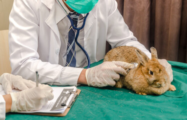 Veterinarian check up rabbit's health