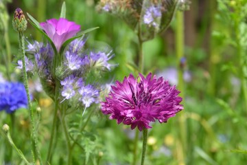 Kornblume in bunter Wildblumenwiese 