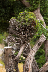 trunk of an old wild tree.
