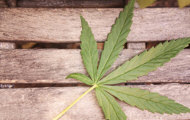 Cannabis leaves on concrete background. Selective focus.