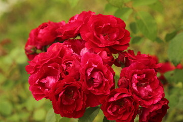rose in the Park