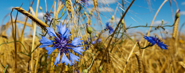 Cornflowers over wheat background closeup. Blue cornflower with golden ripe wheat in field.