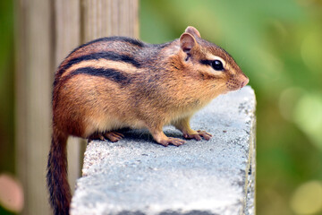 chipmunk standing on a concrete block