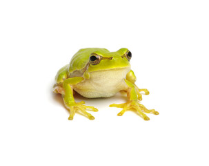 Green tree frog isolated on white