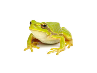 Green tree frog isolated on white