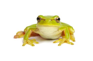 Green tree frog isolated on white