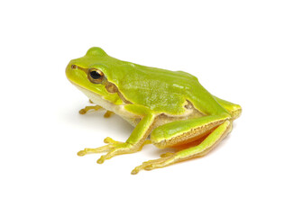 Green tree frog isolated on white