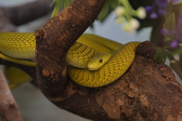 Gewöhnliches Mamba grün