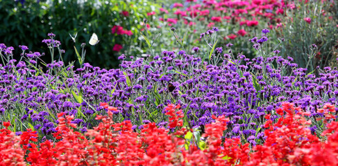 Colorful flowering herb meadow with purple blooming phacelia, orange calendula officinalis and wild chamomile. Meadow flowers photographed landscape format suitable as wall decoration in wellness area