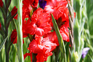 Gladiolus , Sword Lily,Orange Gladiolus flower. image of the beautiful summer flowering vibrant red Gladiolus flowers with purple Verbena bonariensis flower also known as 'Purpletop'.